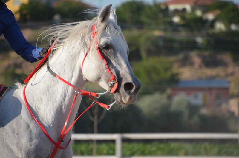 Suluova'da Spor ve Rekreasyon Faaliyetleri Suluova'da Spor ve Rekreasyon Faaliyetleri